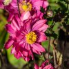 ANEMONE HUPEHENSIS 'PRINZ HEINRICH' (VETERNICA | SASANKA)_istock1