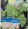 GERANIUM x CANTABRIGIENSE 'BIOKOVO' (PAKOST) kak