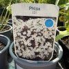 PHLOX PANICULATA 'DAVID' kak