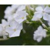 PHLOX PANICULATA 'DAVID' shutt1