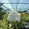 PHLOX PANICULATA 'DAVID' kak1