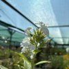 PHLOX PANICULATA 'DAVID' kak2