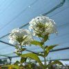 PHLOX PANICULATA 'DAVID' kak3