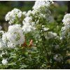 PHLOX PANICULATA 'DAVID' shutt