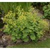 ALCHEMILLA MOLLIS 'IRISH SILK' shutt
