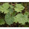 ALCHEMILLA MOLLIS 'IRISH SILK SHUTT1