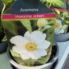 ANEMONE 'HONORINE JOBERT kak'