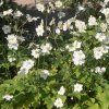 ANEMONE 'HONORINE JOBERT' shutt
