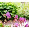 GERANIUM CANTABRIGIENSE 'CAMBRIDGE' shut