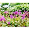 GERANIUM CANTABRIGIENSE 'CAMBRIDGE' shut2