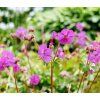 GERANIUM CANTABRIGIENSE 'CAMBRIDGE' shutt