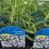 GYPSOPHILA PANICULATA 'SNOWFLAKE' kak2