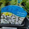 GYPSOPHILA PANICULATA 'SNOWFLAKE' kak