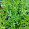 GYPSOPHILA PANICULATA 'SNOWFLAKE' kak2