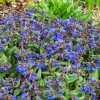 PULMONARIA 'BLUE ENSIGN' ist1