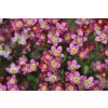 Saxifraga arendsii ‚Harder Zwerg‘ (Lomikameň arendsov)