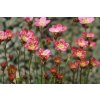 Saxifraga arendsii ‚Harder Zwerg‘ (Lomikameň arendsov)1