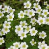 Saxifrafa arendsii ´Pixi white´ ist1