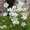 Saxifrafa arendsii ´Pixi white ist