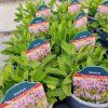 STACHYS OFFICINALIS 'PINK COTTON CANDY kak'
