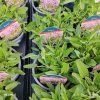 STACHYS OFFICINALIS 'PINK COTTON CANDY' kak2