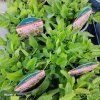 STACHYS OFFICINALIS 'PINK COTTON CANDY' kak3