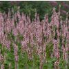STACHYS OFFICINALIS 'PINK COTTON CANDY' shutt