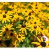 RUDBECKIA FULGIDA 'GOLDSTURM' shut2