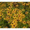 RUDBECKIA FULGIDA 'GOLDSTURM' shut5