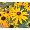 RUDBECKIA FULGIDA 'GOLDSTURM' shut