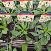 LEUCANTHEMUM SUPERBUM 'SNOWCAP' kak