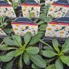 LEUCANTHEMUM SUPERBUM 'SNOWCAP' kak2