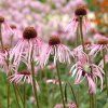 Echinacea pallida ist1