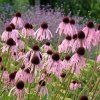 Echinacea pallida ist