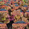 HEUCHERA 'WORLD CAFFÉ AMERICANO' kak