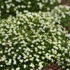 SAGINA SUBULATA 'SUPREME'_istock