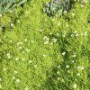 SAGINA SUBULATA 'SUPREME'_istock