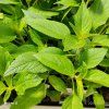 SALVIA RUTILANS 'PINO' kak1