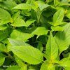 SALVIA RUTILANS 'PINO' kak2