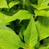 SALVIA RUTILANS 'PINO' kak3