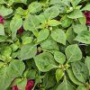 impatiens plnokvetá burgundy kak2