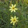 COREOPSIS GRANDI 'MOONBEAM' kak1