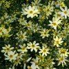 COREOPSIS GRANDI 'MOONBEAM' (KRÁSNOOČKO)_istock