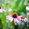 ECHINACEA PURPUREA 'MAGNUS' shutt1