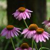 ECHINACEA PURPUREA 'MAGNUS' shutt