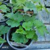 ANEMONE HUPEHENSIS 'WHIRLWIND' kak1