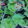 ANEMONE HUPEHENSIS 'WHIRLWIND' kak2