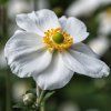 ANEMONE HUPEHENSIS 'WHIRLWIND' shut