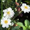 ANEMONE HUPEHENSIS 'WHIRLWIND' shutt1