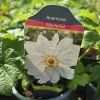 ANEMONE HUPEHENSIS 'WHIRLWIND' kak